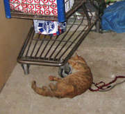 Milagro found starving in Feb.