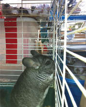 Rescued Chinchilla