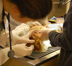 Rescued cat is examined by OHS medical team.