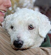 Schmoodle, a Home for the Holidays dog.