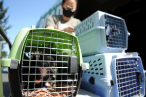 Cats rescued during the Oregon wildfires