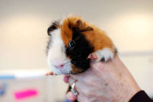 Rescued Guinea Pig