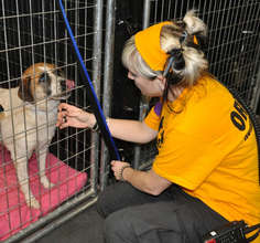 OHS staffer Emily Davidsohn comforting a dog in NY