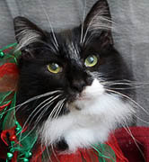 Pattycake was a rescue