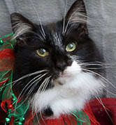 Pattycake was a rescue