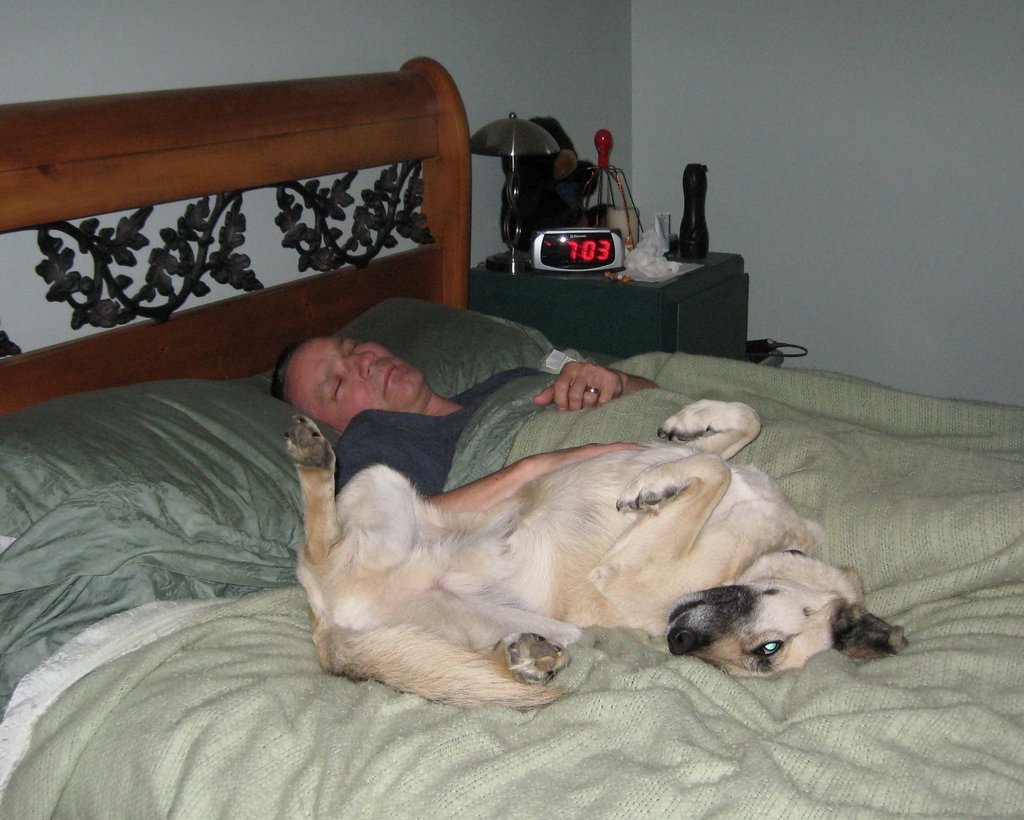 Oregon Humane Society's End Petlessness Campaign