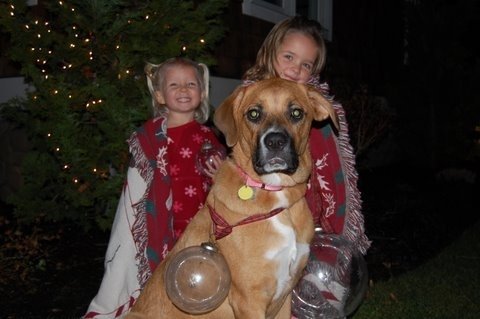 Oregon Humane Society's End Petlessness Campaign