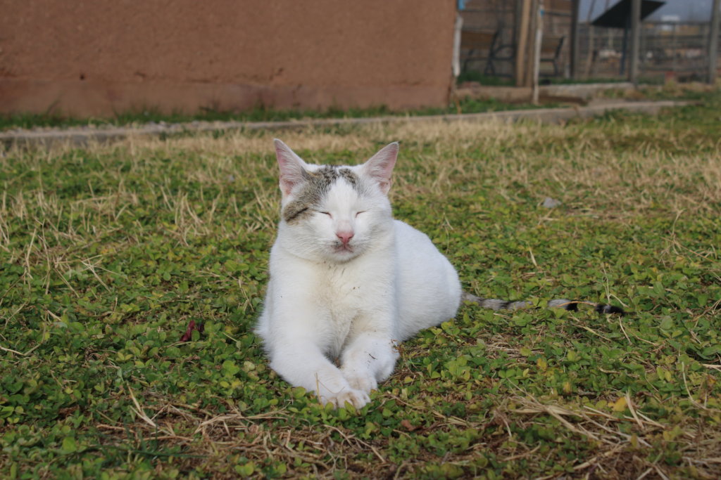 Support Families and Animals at the Healing Garden