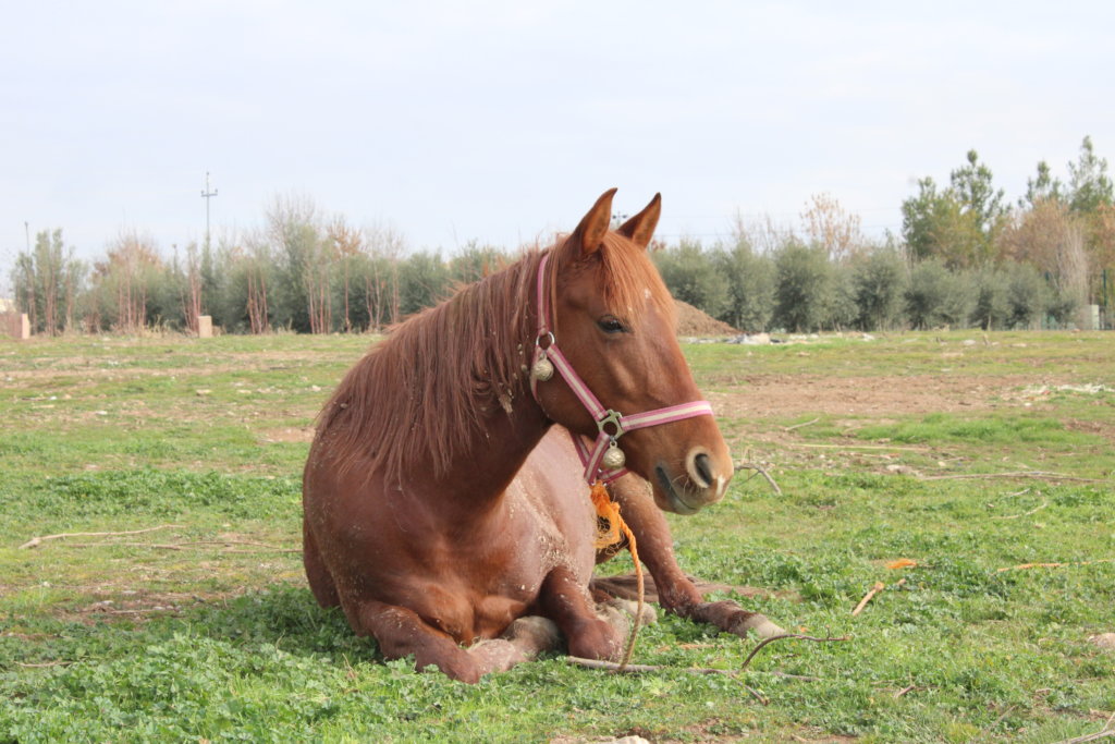 Support Families and Animals at the Healing Garden