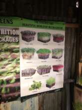 Microgreens
