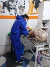 Veterinary care for a street dog in Cusco, Peru.