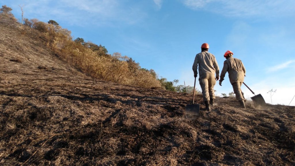 Reforesting our land after a forest fire