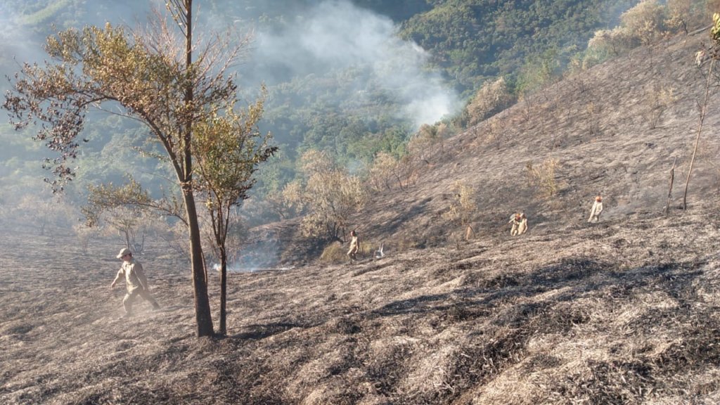 Reforesting our land after a forest fire