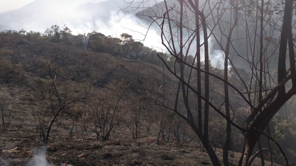 Reforesting our land after a forest fire