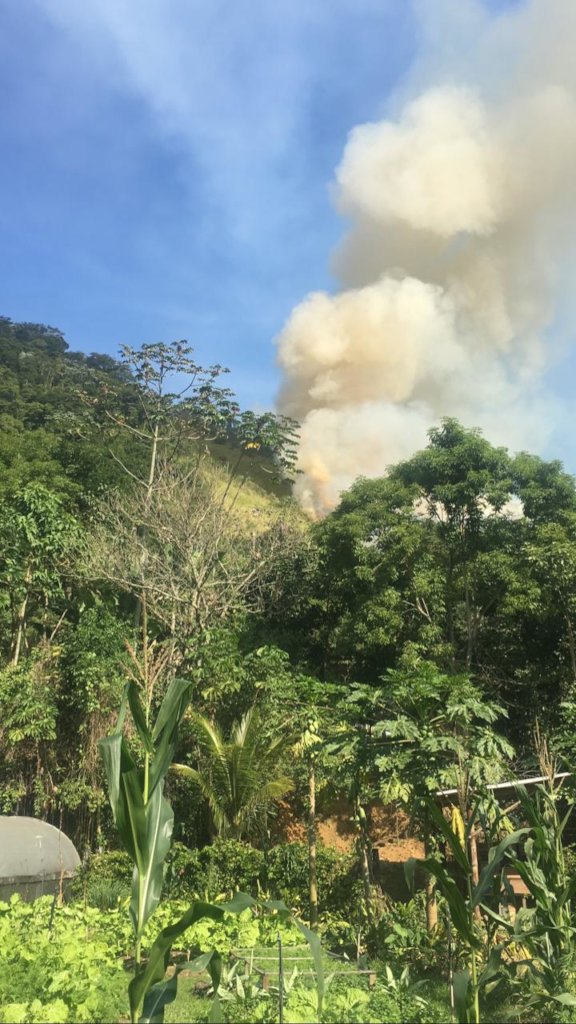 Reforesting our land after a forest fire