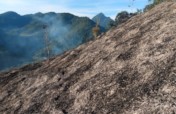 Reforesting our land after a forest fire