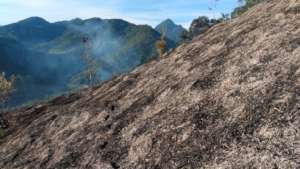 Reforesting our land after a forest fire