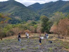 First round of reforesting after the fire