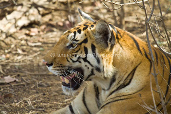 Uniforms for Patrollers