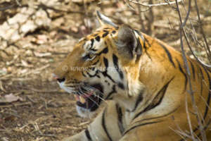 Tiger resting in the forest