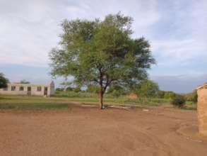 Under this tree - where children have lessons now!