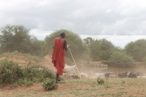 Dry season for the Maasai in northern Tanzania