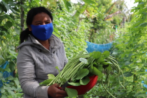 Chemical free vegetables