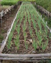 One example of vegetable beds