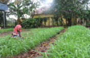 COVID19 Home Gardening for 50 Cambodian Families