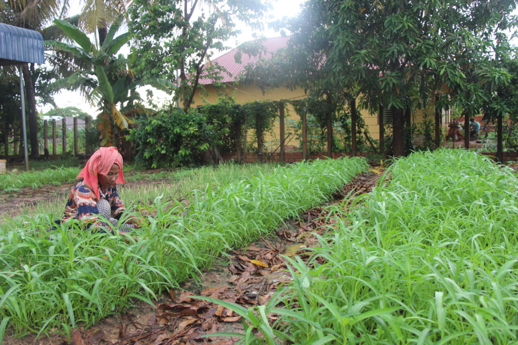 COVID19 Home Gardening for 50 Cambodian Families