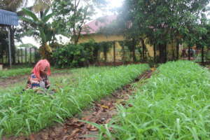 COVID19 Home Gardening for 50 Cambodian Families