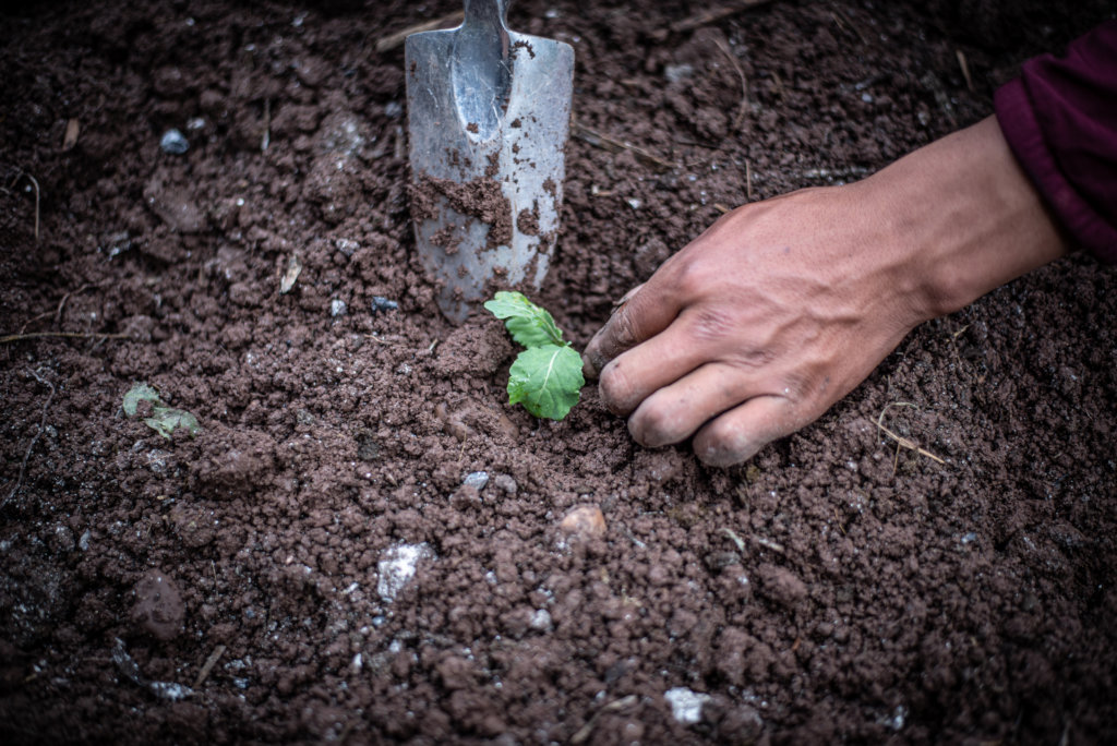 Seeds for Rural Andean Farmers During the Pandemic