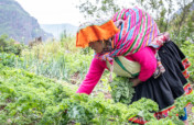 Seeds for Rural Andean Farmers During the Pandemic