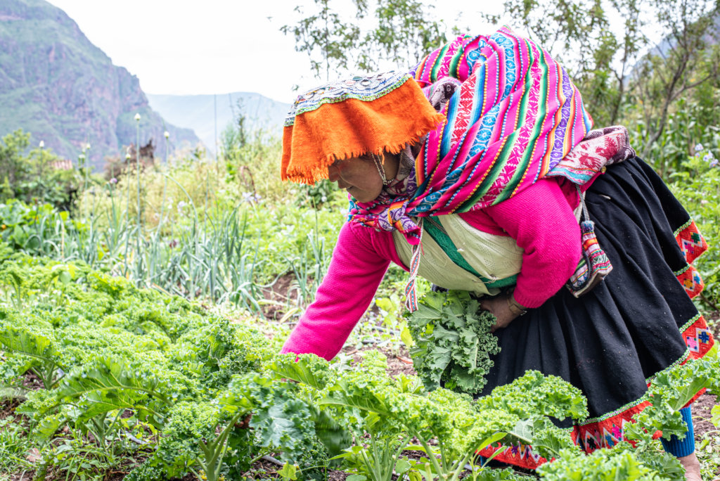 Seeds for Rural Andean Farmers During the Pandemic