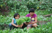 Covid 19: Home-Gardening for Food Security