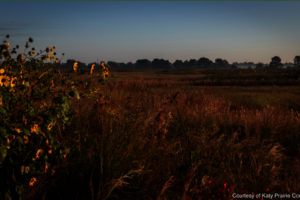 Coastal Prairie Wetlands