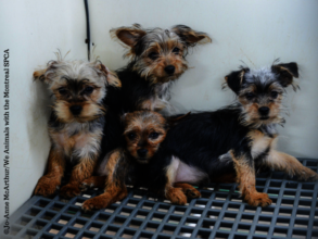 Puppies seized from a puppy mill in Quebec in 2013