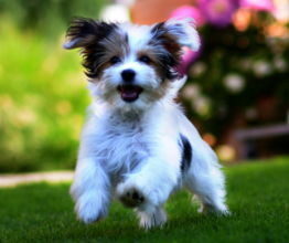 happy puppy running outside