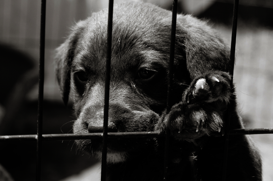 Help Put an End to Puppy Mills in Canada