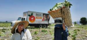 Collecting lettuce from the field