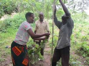 The yam plants are growing well. they must be supp