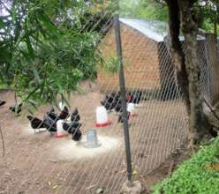 Tiko's Black Australobe chickens with a new fence