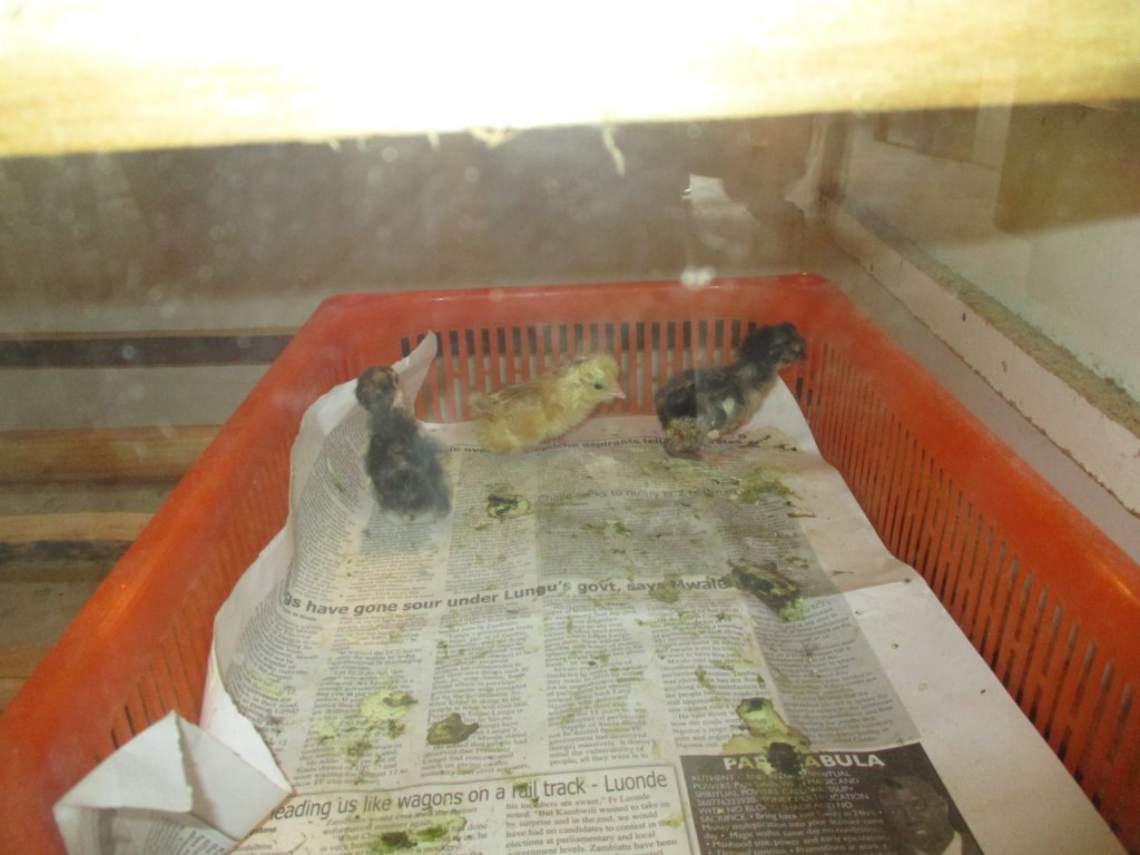 Beating Covid-19 with climate change resilience