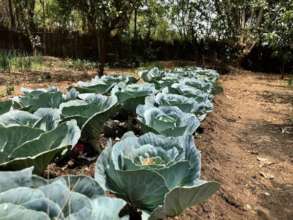 growing veggies
