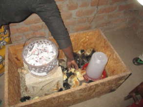 Home based chicken box, with heating