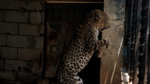 Arabian tiger - Yemen