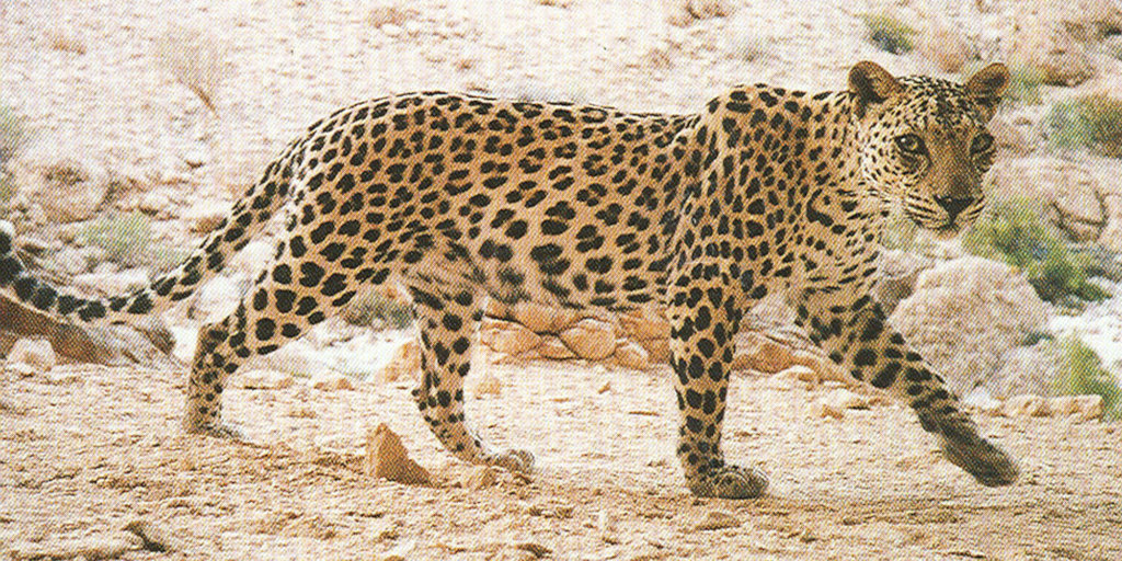 Protecting Arab Leopard in Endangered Yemen - GlobalGiving