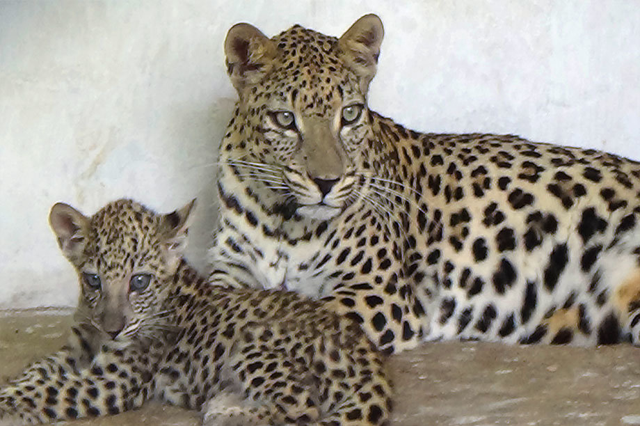 Emergency intervention to assess and conserve the