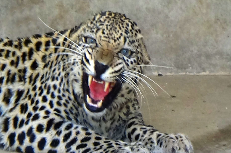 Emergency intervention to assess and conserve the