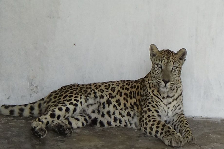 Emergency intervention to assess and conserve the